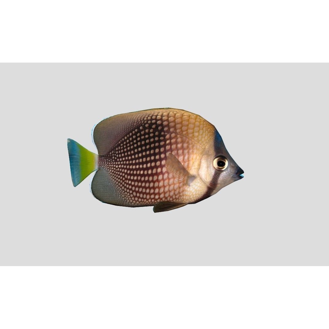 Coral Reef Fish Collection 3D Model – Low Poly Animated Game Asset, FBX - View 20