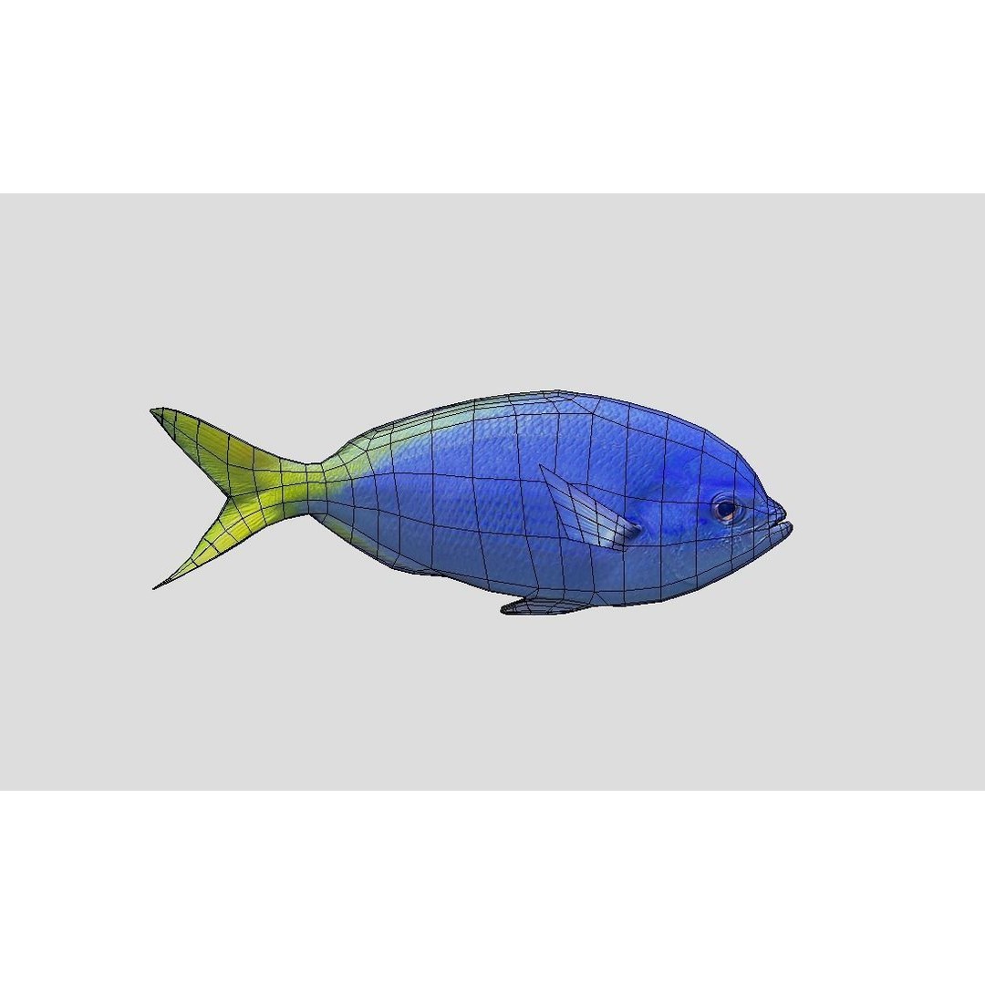 Coral Reef Fish Collection 3D Model – Low Poly Animated Game Asset, FBX - View 21