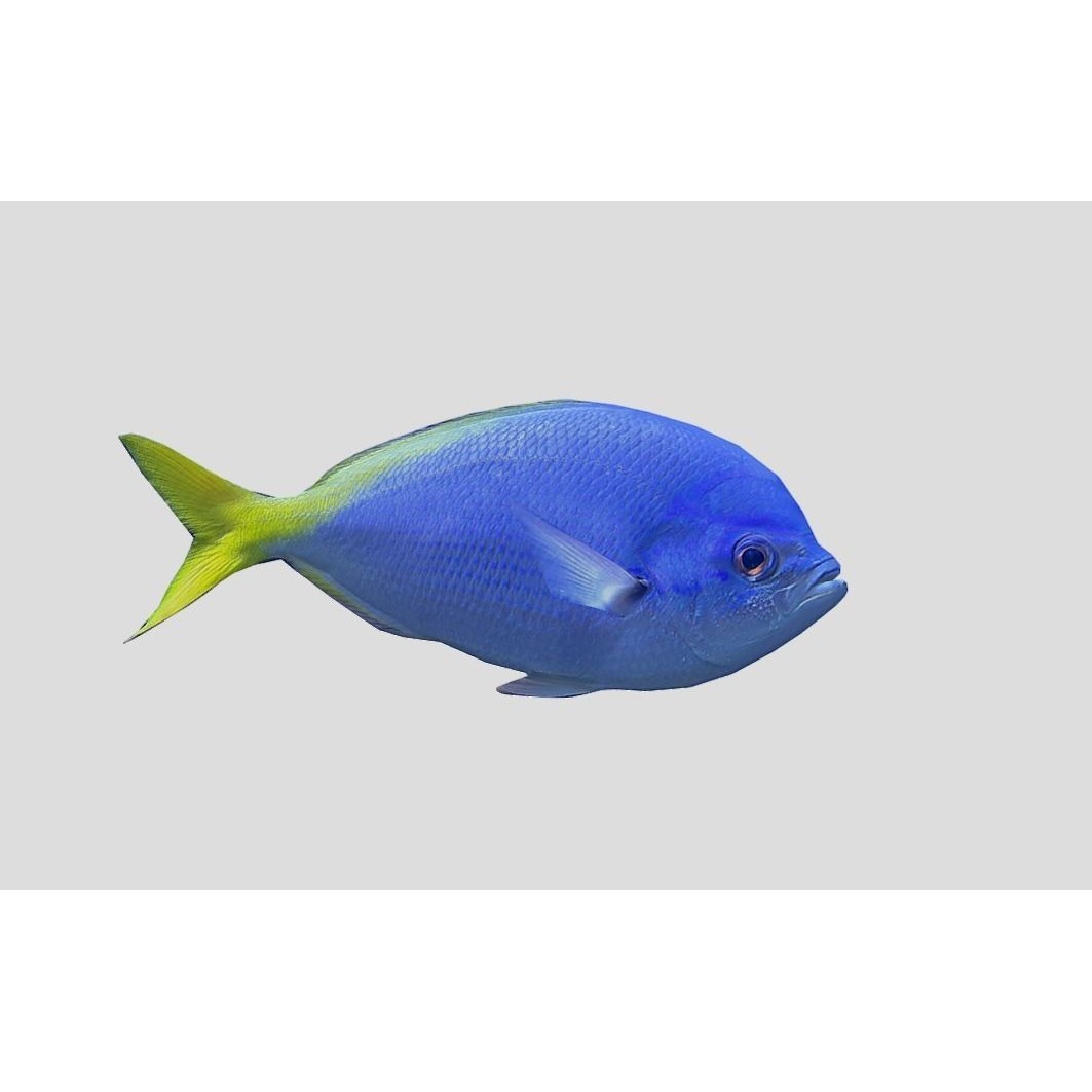 Coral Reef Fish Collection 3D Model – Low Poly Animated Game Asset, FBX - View 22
