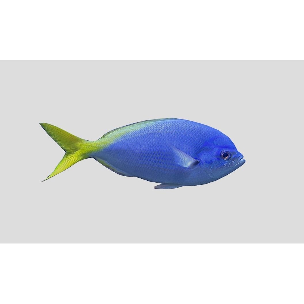 Coral Reef Fish Collection 3D Model – Low Poly Animated Game Asset, FBX - View 23