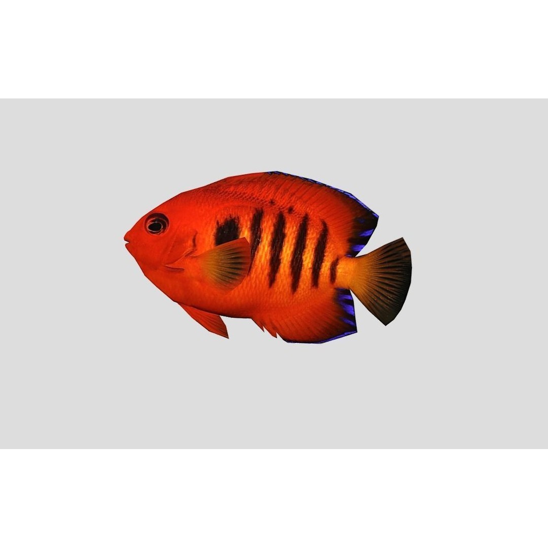 Coral Reef Fish Collection 3D Model – Low Poly Animated Game Asset, FBX - View 24