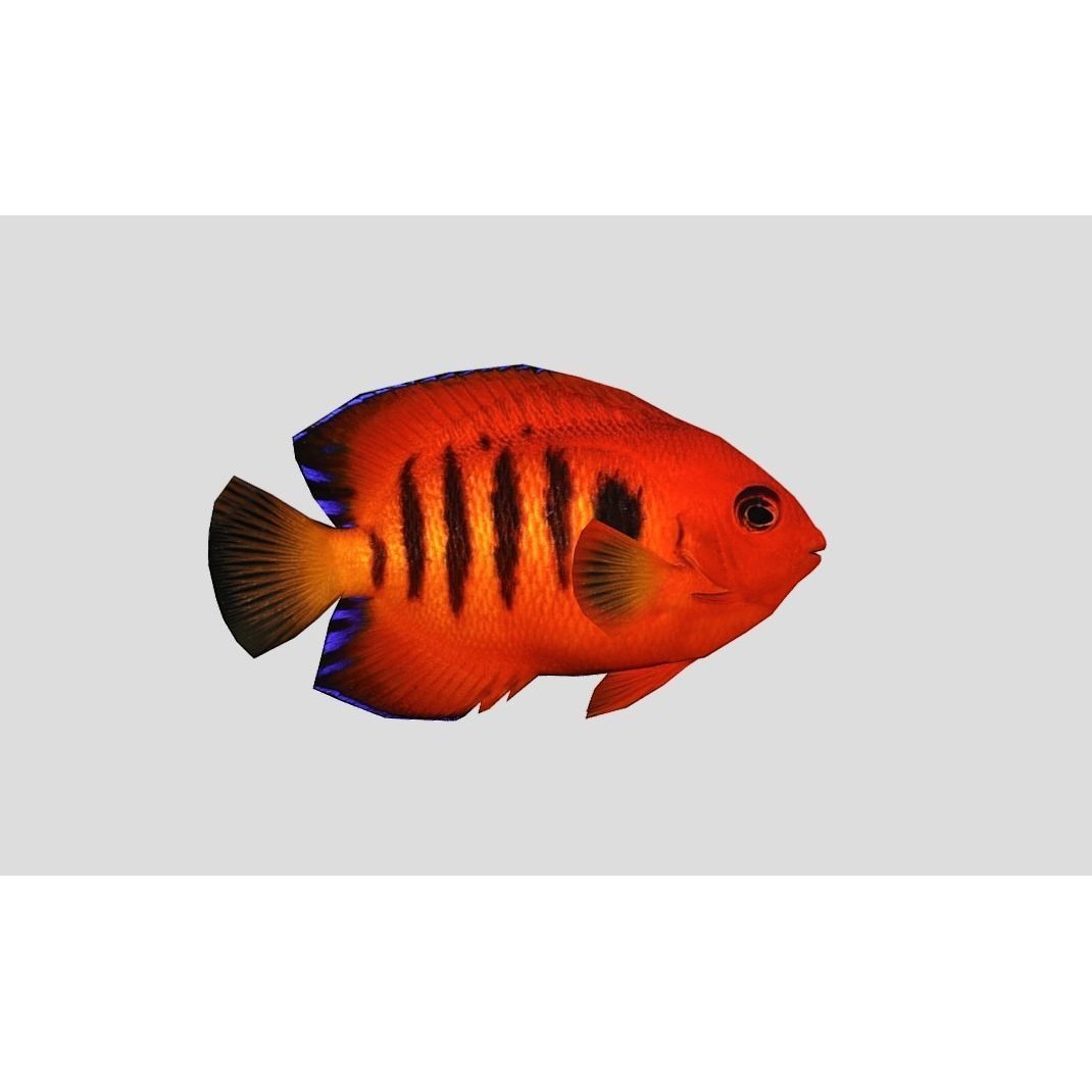 Coral Reef Fish Collection 3D Model – Low Poly Animated Game Asset, FBX - View 25