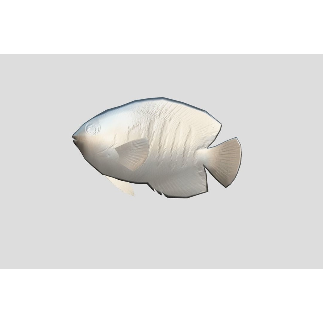 Coral Reef Fish Collection 3D Model – Low Poly Animated Game Asset, FBX - View 26