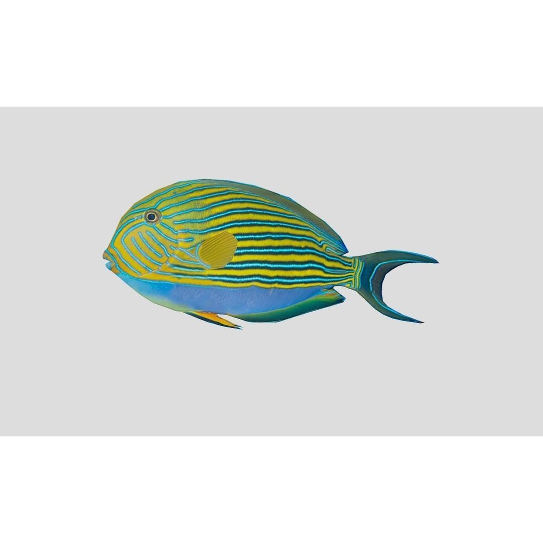 Coral Reef Fish Collection 3D Model – Low Poly Animated Game Asset, FBX - View 27