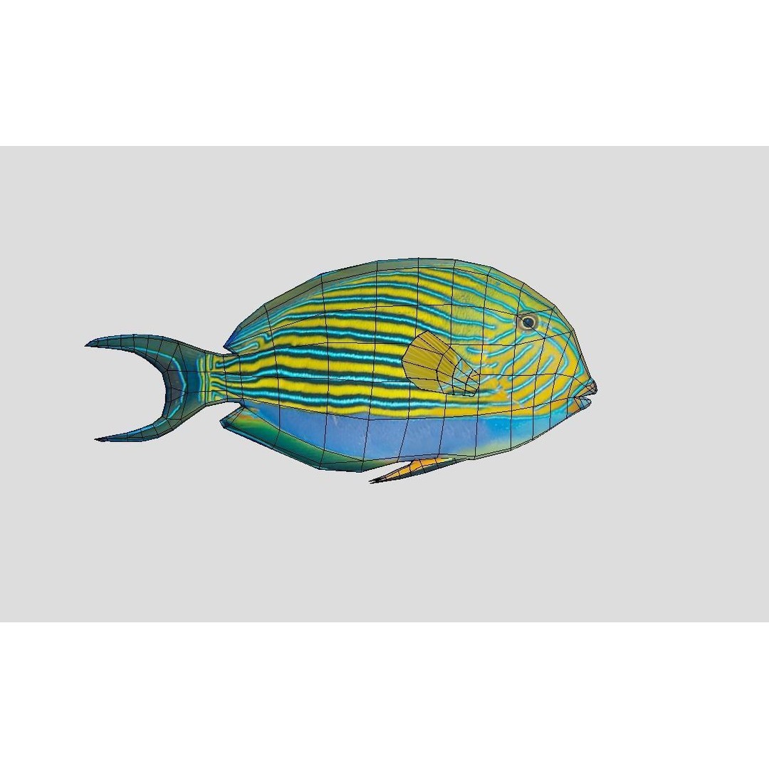 Coral Reef Fish Collection 3D Model – Low Poly Animated Game Asset, FBX - View 28