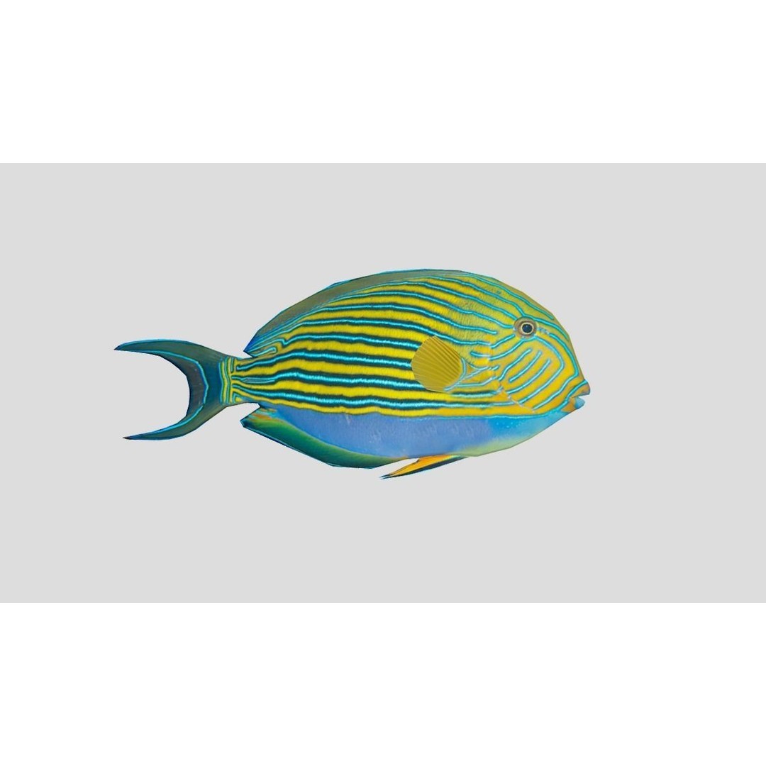 Coral Reef Fish Collection 3D Model – Low Poly Animated Game Asset, FBX - View 29