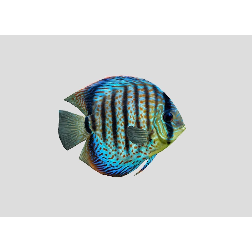 Coral Reef Fish Collection 3D Model – Low Poly Animated Game Asset, FBX - View 3