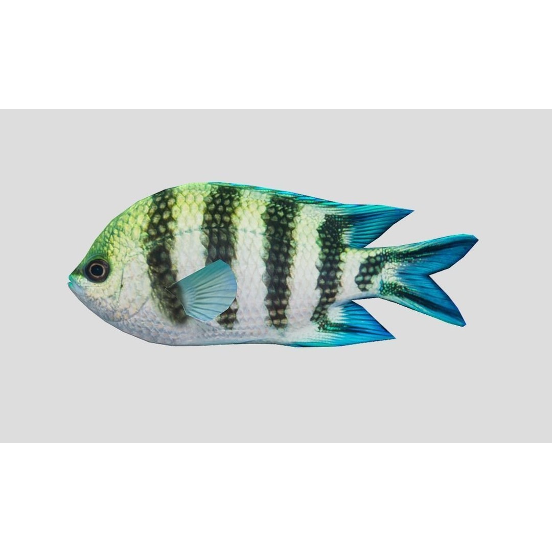 Coral Reef Fish Collection 3D Model – Low Poly Animated Game Asset, FBX - View 30