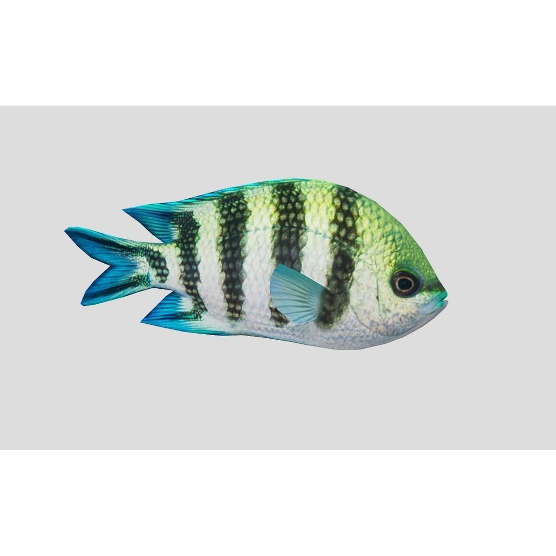 Coral Reef Fish Collection 3D Model – Low Poly Animated Game Asset, FBX - View 31