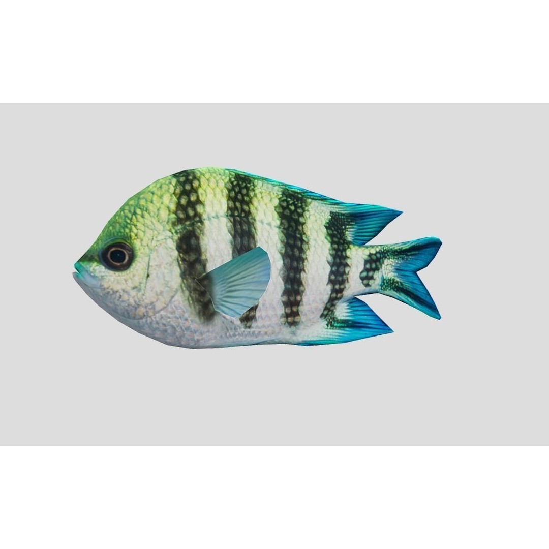 Coral Reef Fish Collection 3D Model – Low Poly Animated Game Asset, FBX - View 32