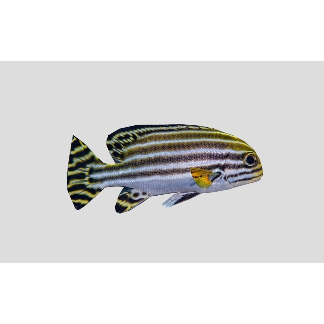 Coral Reef Fish Collection 3D Model – Low Poly Animated Game Asset, FBX - View 33