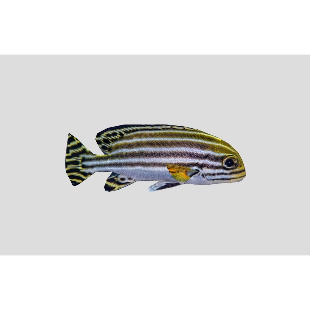Coral Reef Fish Collection 3D Model – Low Poly Animated Game Asset, FBX - View 34