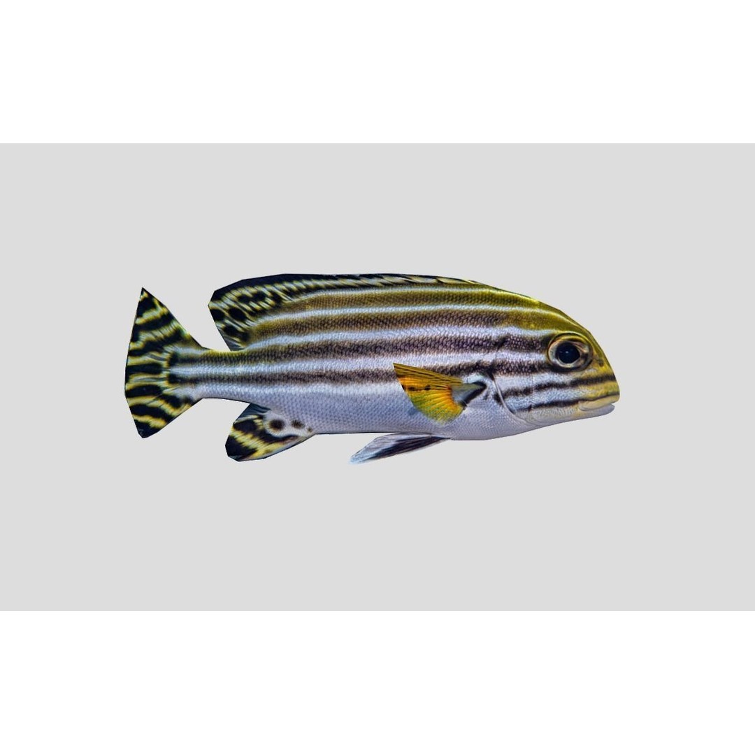 Coral Reef Fish Collection 3D Model – Low Poly Animated Game Asset, FBX - View 35