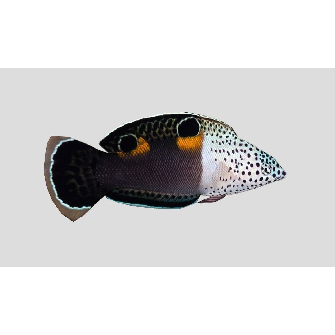 Coral Reef Fish Collection 3D Model – Low Poly Animated Game Asset, FBX - View 36