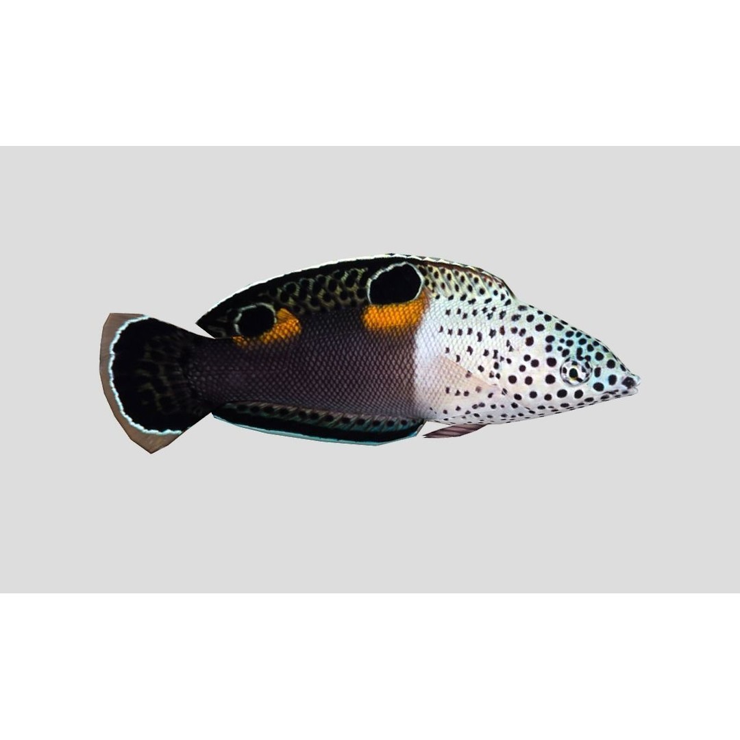 Coral Reef Fish Collection 3D Model – Low Poly Animated Game Asset, FBX - View 38