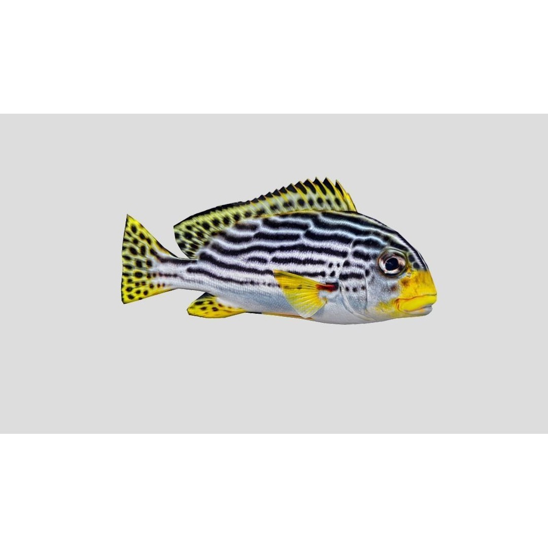 Coral Reef Fish Collection 3D Model – Low Poly Animated Game Asset, FBX - View 39