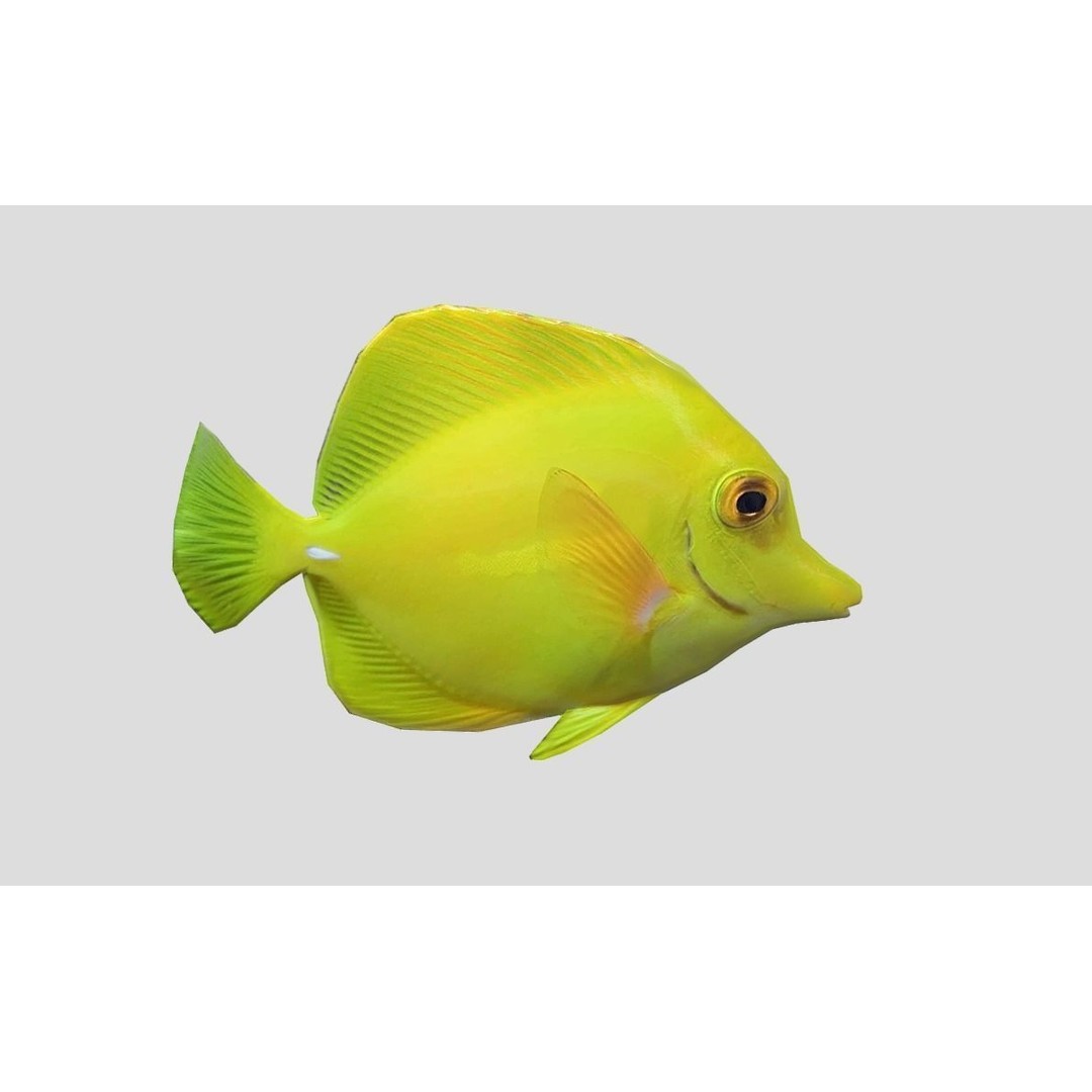 Coral Reef Fish Collection 3D Model – Low Poly Animated Game Asset, FBX - View 4