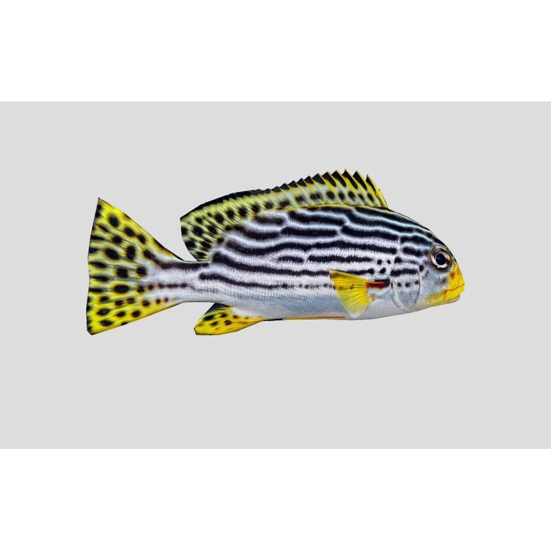 Coral Reef Fish Collection 3D Model – Low Poly Animated Game Asset, FBX - View 40