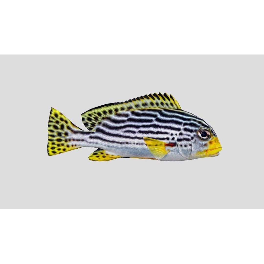 Coral Reef Fish Collection 3D Model – Low Poly Animated Game Asset, FBX - View 41
