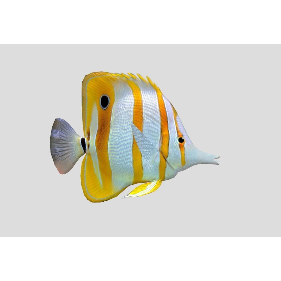 Coral Reef Fish Collection 3D Model – Low Poly Animated Game Asset, FBX - View 42