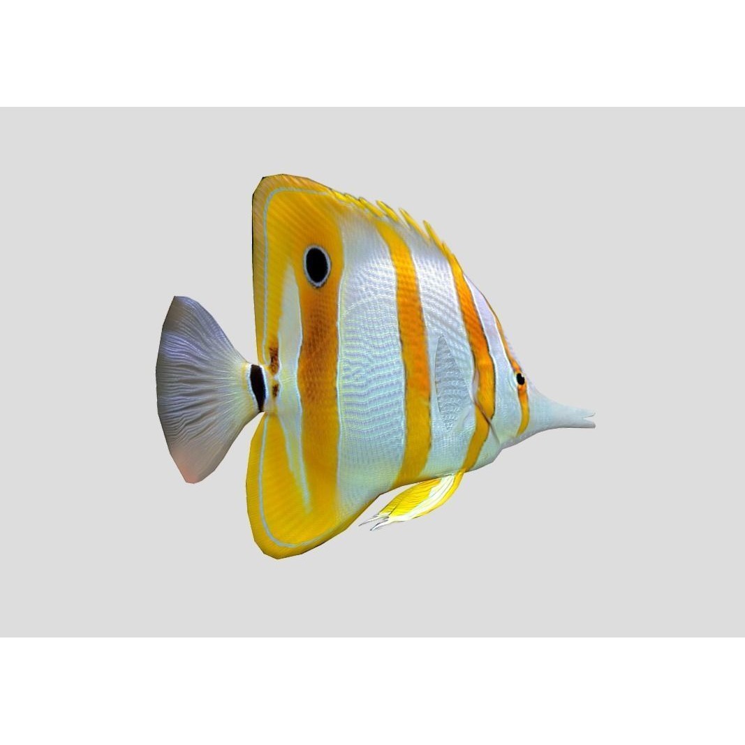 Coral Reef Fish Collection 3D Model – Low Poly Animated Game Asset, FBX - View 43