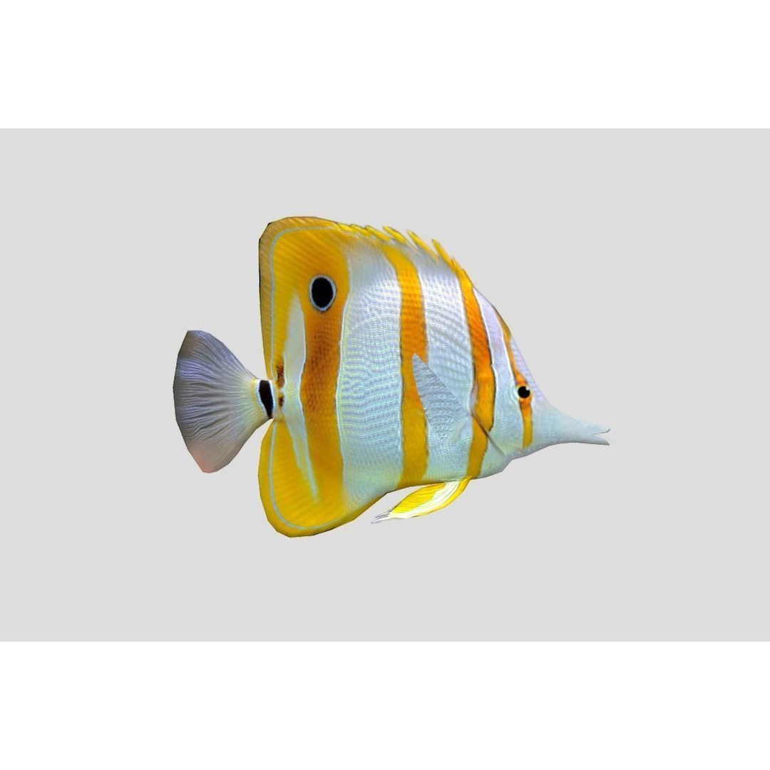 Coral Reef Fish Collection 3D Model – Low Poly Animated Game Asset, FBX - View 44