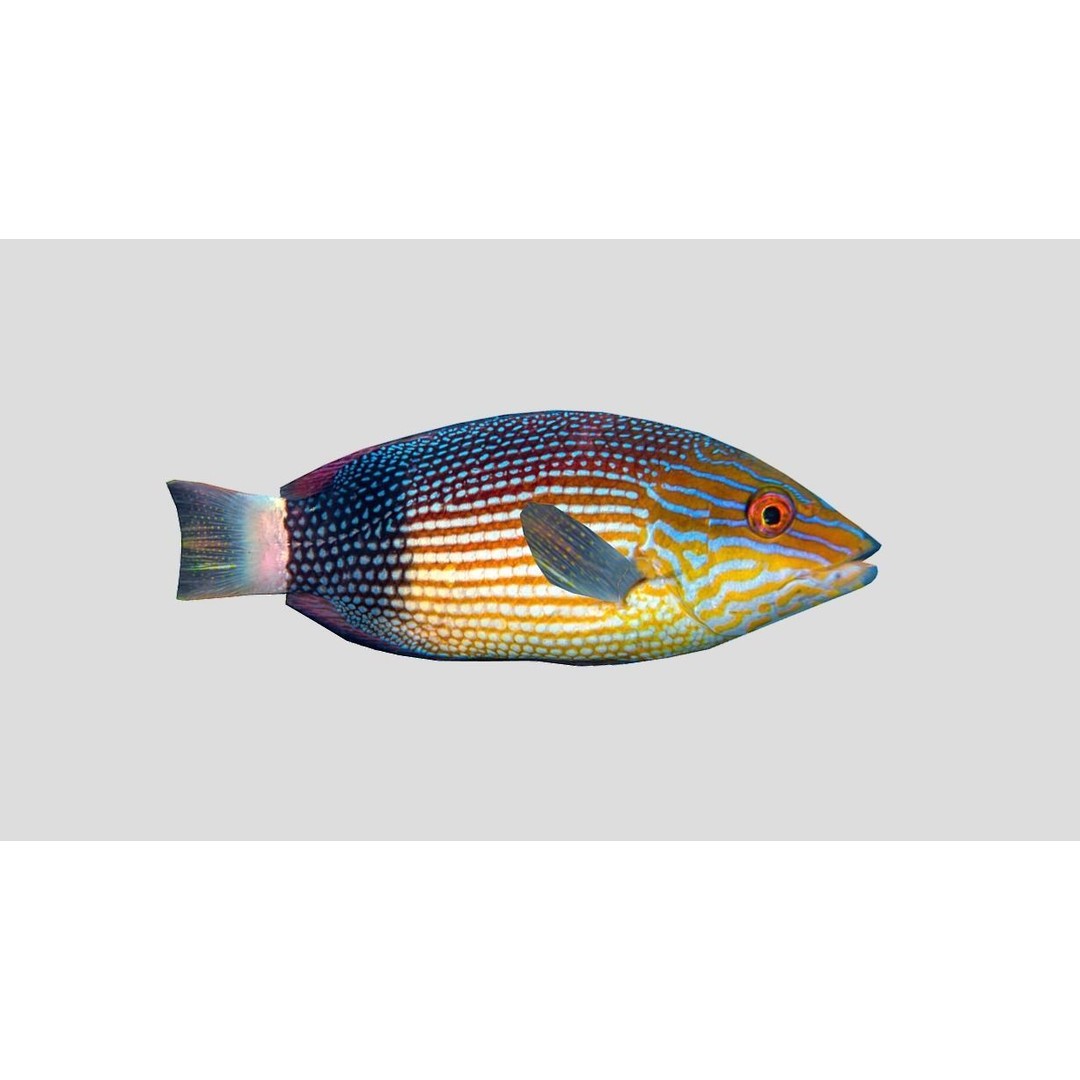 Coral Reef Fish Collection 3D Model – Low Poly Animated Game Asset, FBX - View 45