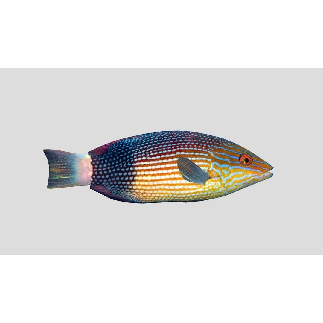 Coral Reef Fish Collection 3D Model – Low Poly Animated Game Asset, FBX - View 46
