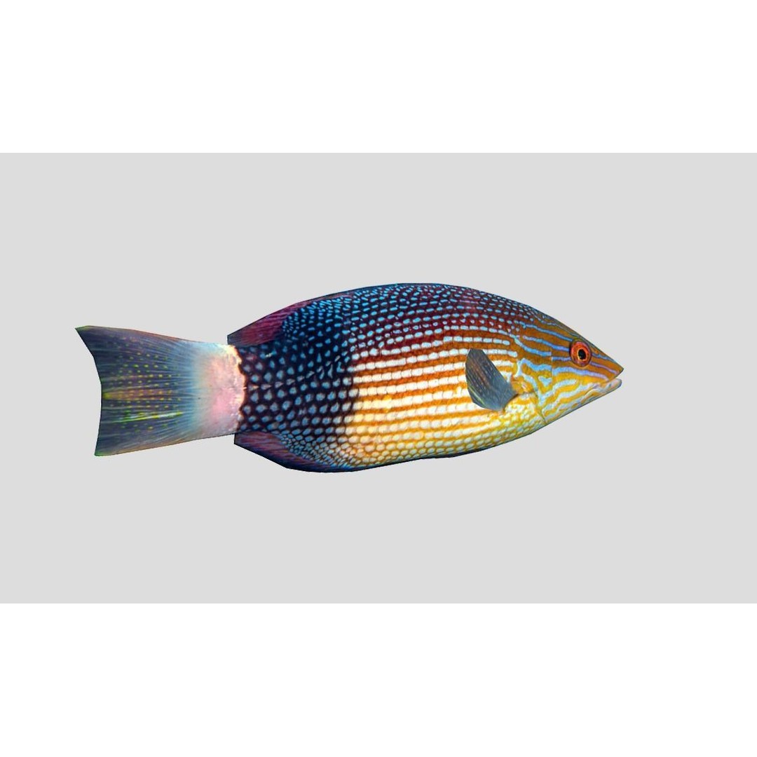 Coral Reef Fish Collection 3D Model – Low Poly Animated Game Asset, FBX - View 47