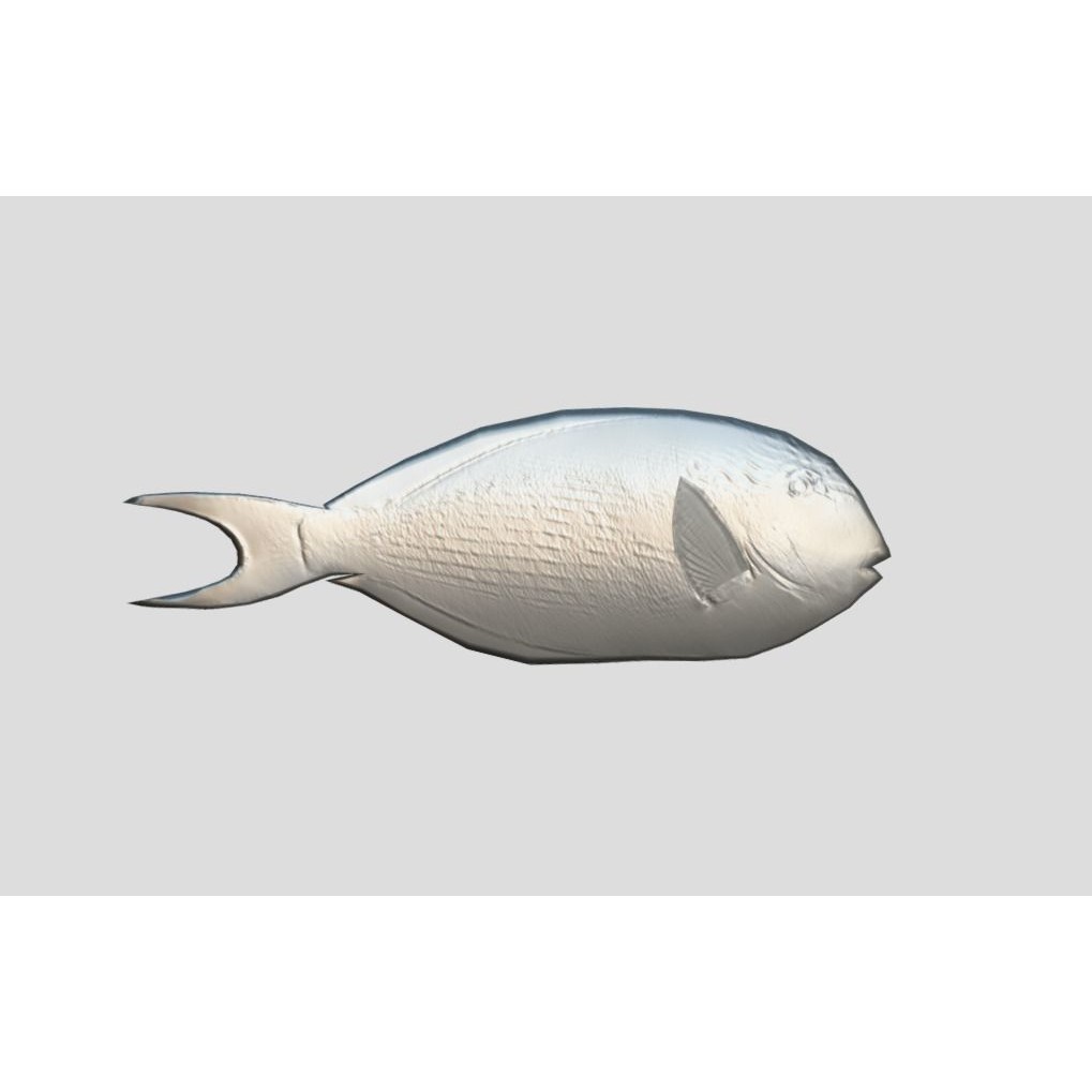 Coral Reef Fish Collection 3D Model – Low Poly Animated Game Asset, FBX - View 48
