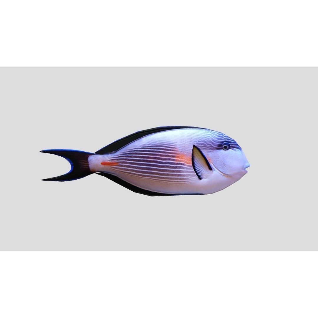 Coral Reef Fish Collection 3D Model – Low Poly Animated Game Asset, FBX - View 49