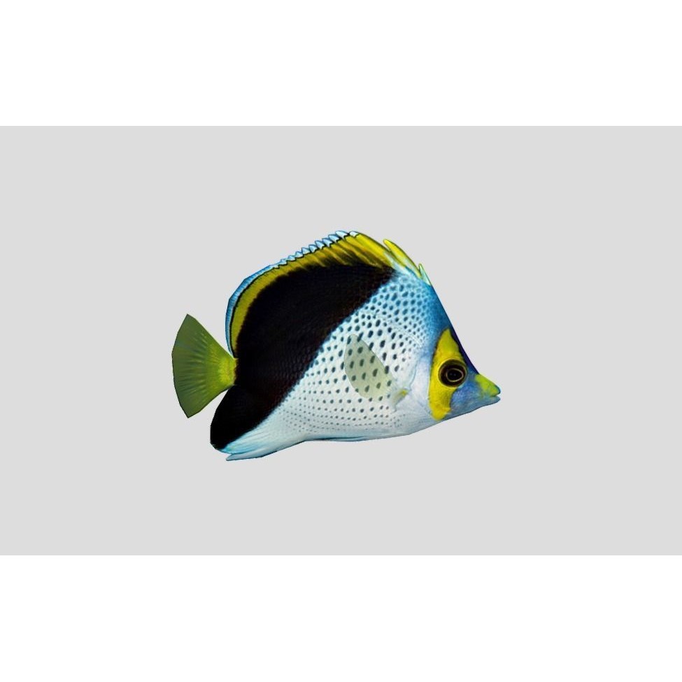 Coral Reef Fish Collection 3D Model – Low Poly Animated Game Asset, FBX - View 5