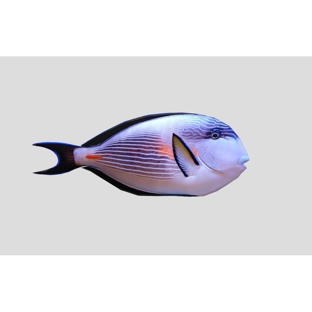 Coral Reef Fish Collection 3D Model – Low Poly Animated Game Asset, FBX - View 50