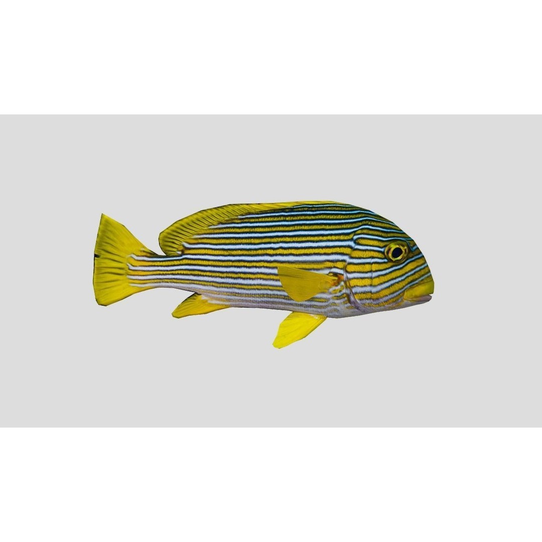 Coral Reef Fish Collection 3D Model – Low Poly Animated Game Asset, FBX - View 51