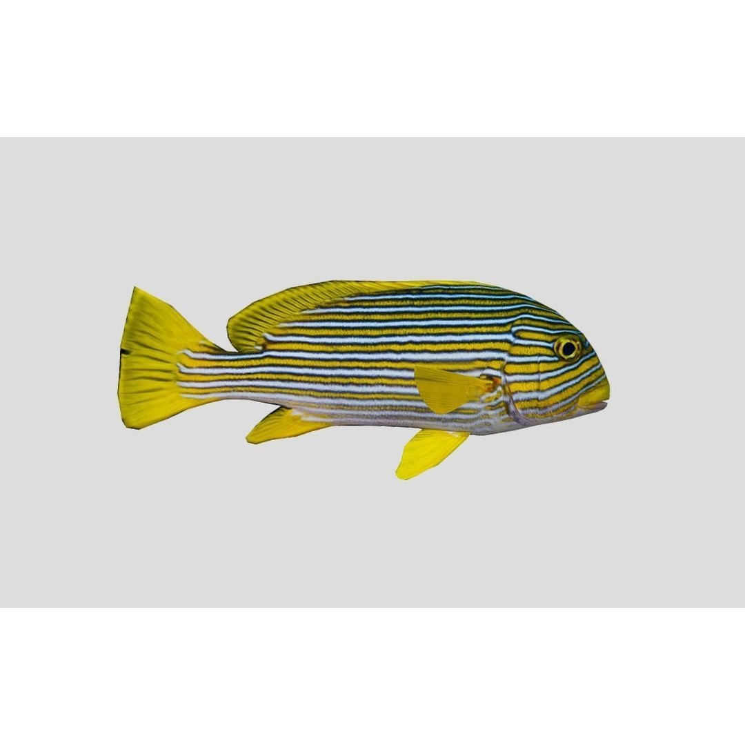 Coral Reef Fish Collection 3D Model – Low Poly Animated Game Asset, FBX - View 52