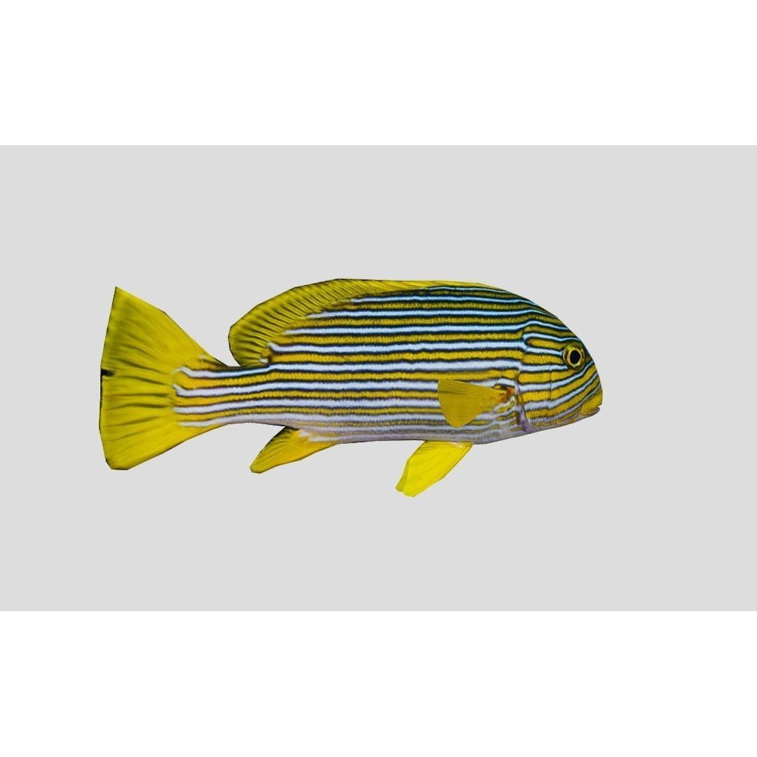 Coral Reef Fish Collection 3D Model – Low Poly Animated Game Asset, FBX - View 53
