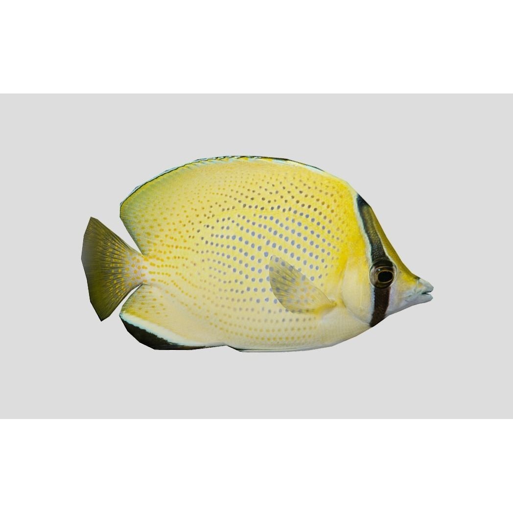 Coral Reef Fish Collection 3D Model – Low Poly Animated Game Asset, FBX - View 55