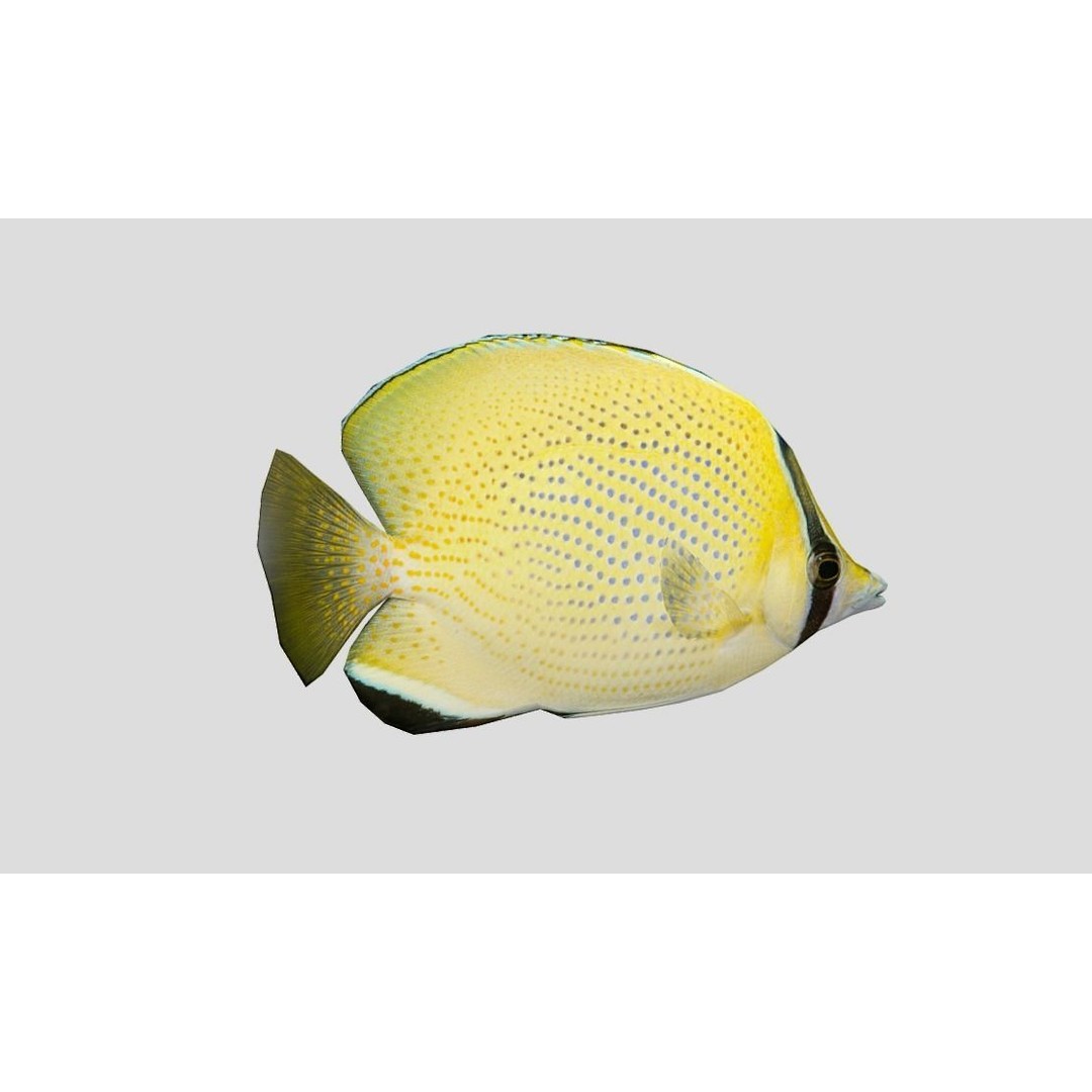 Coral Reef Fish Collection 3D Model – Low Poly Animated Game Asset, FBX - View 56