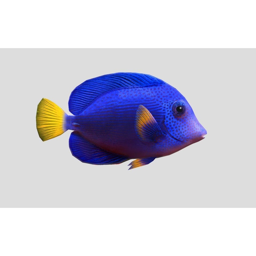Coral Reef Fish Collection 3D Model – Low Poly Animated Game Asset, FBX - View 58
