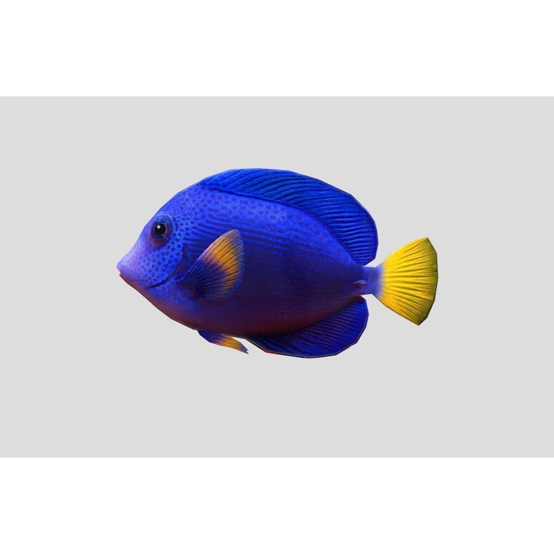 Coral Reef Fish Collection 3D Model – Low Poly Animated Game Asset, FBX - View 59