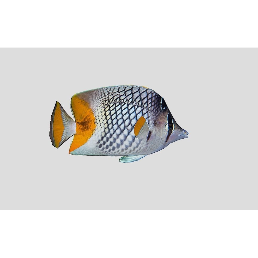Coral Reef Fish Collection 3D Model – Low Poly Animated Game Asset, FBX - View 6