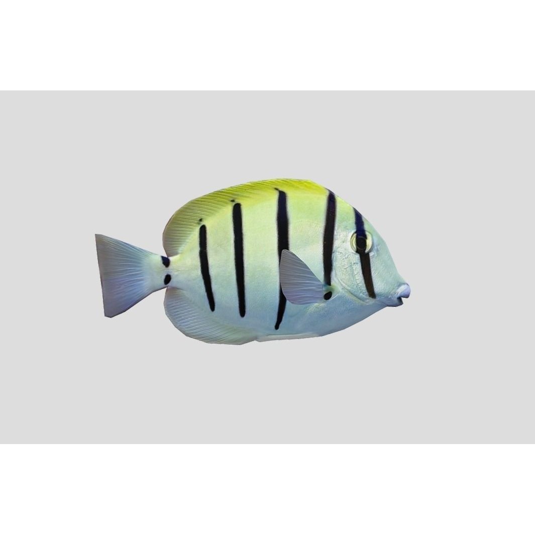 Coral Reef Fish Collection 3D Model – Low Poly Animated Game Asset, FBX - View 60