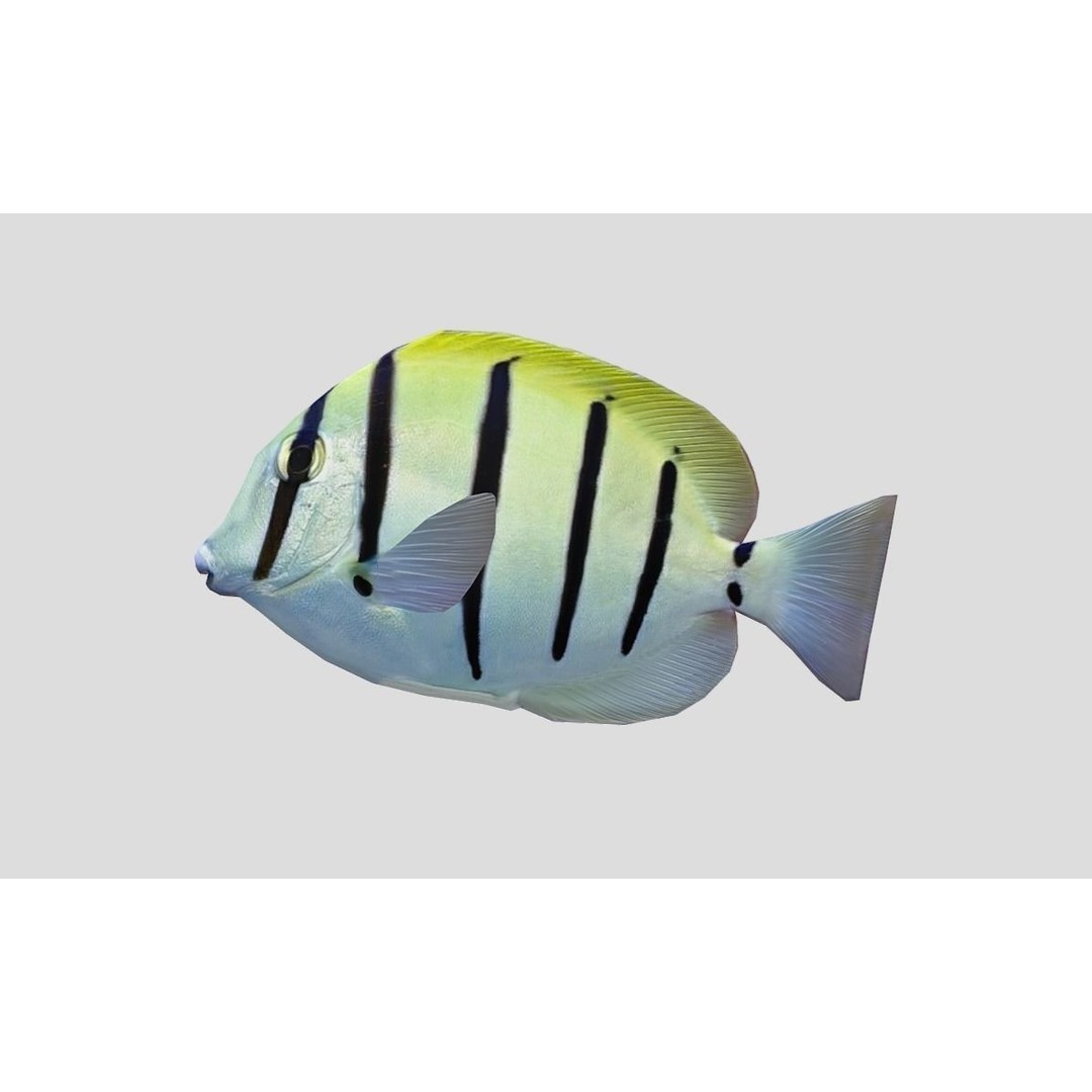 Coral Reef Fish Collection 3D Model – Low Poly Animated Game Asset, FBX - View 61