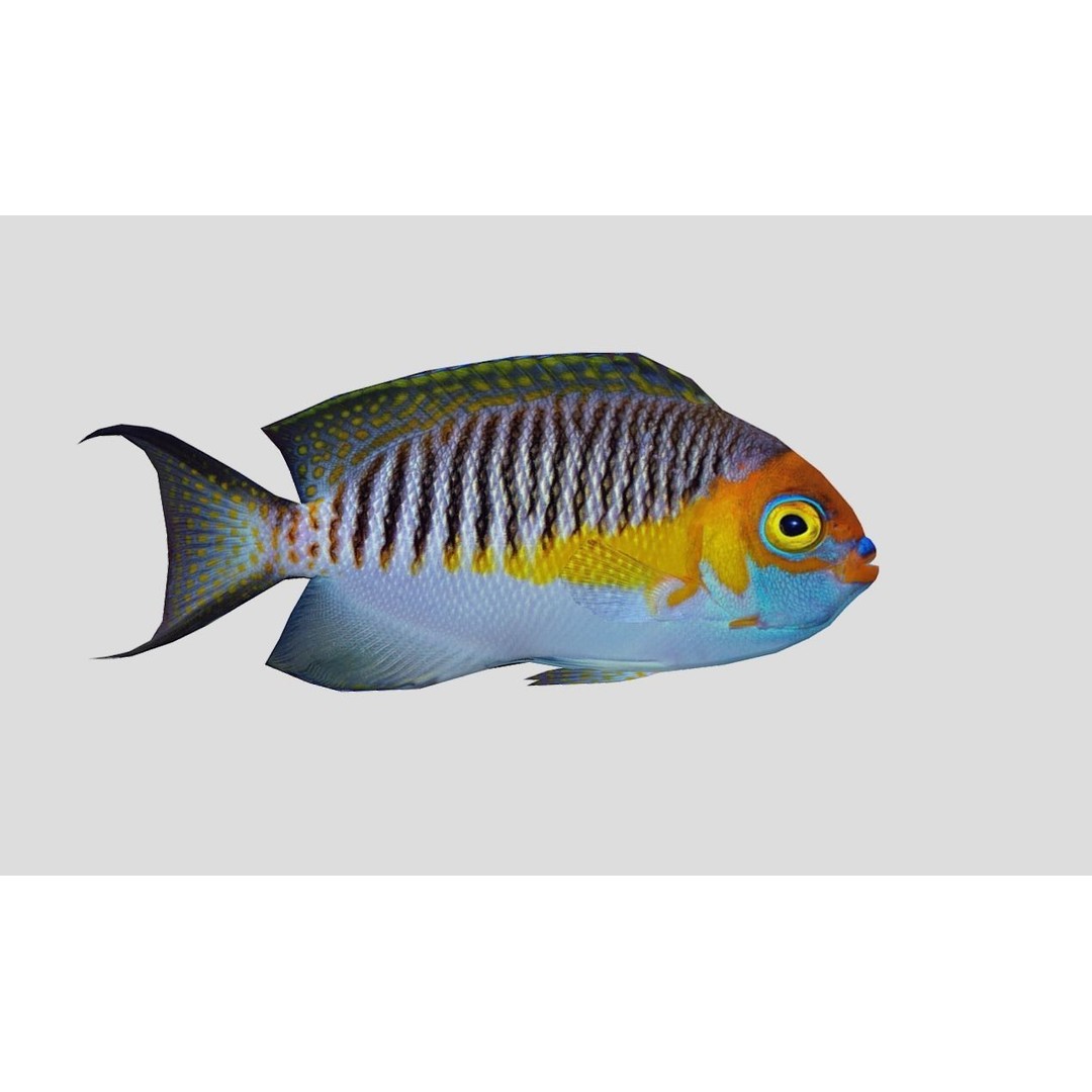 Coral Reef Fish Collection 3D Model – Low Poly Animated Game Asset, FBX - View 7