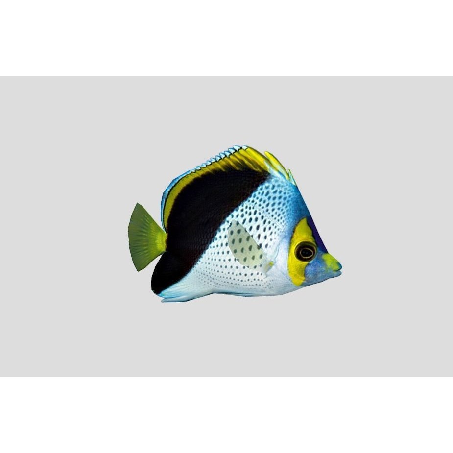 Coral Reef Fish Collection 3D Model – Low Poly Animated Game Asset, FBX - View 8