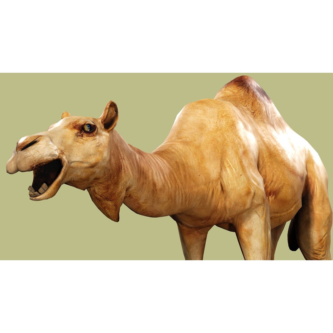 Camel 3D Model – Rigged Low-Poly Character with Animations, FBX - View 10