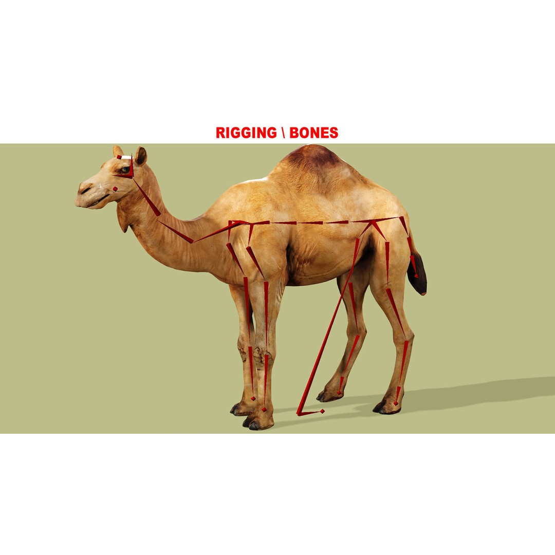 Camel 3D Model – Rigged Low-Poly Character with Animations, FBX - View 11