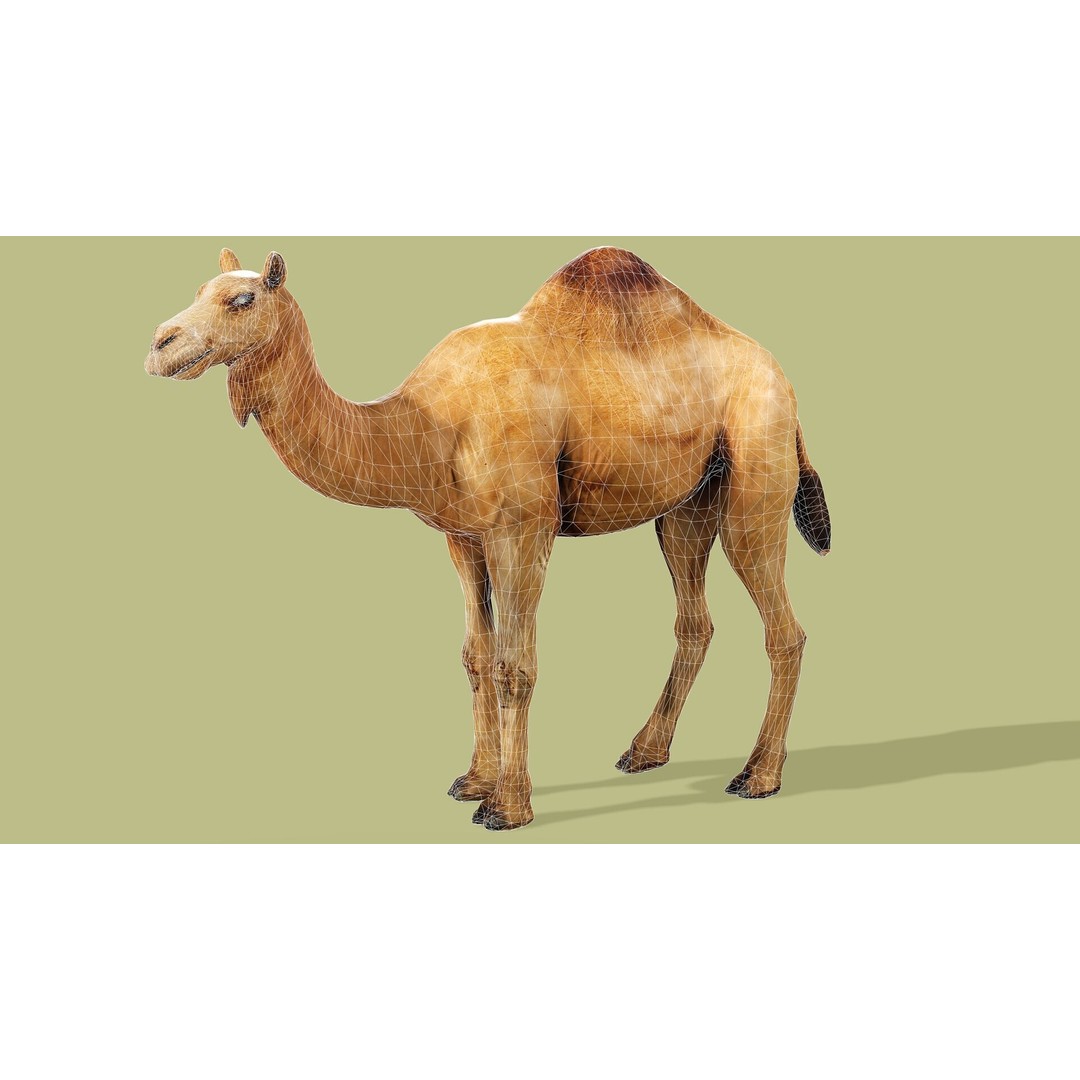 Camel 3D Model – Rigged Low-Poly Character with Animations, FBX - View 12