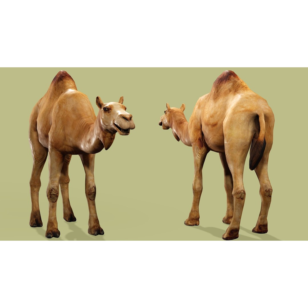 Camel 3D Model – Rigged Low-Poly Character with Animations, FBX - View 3