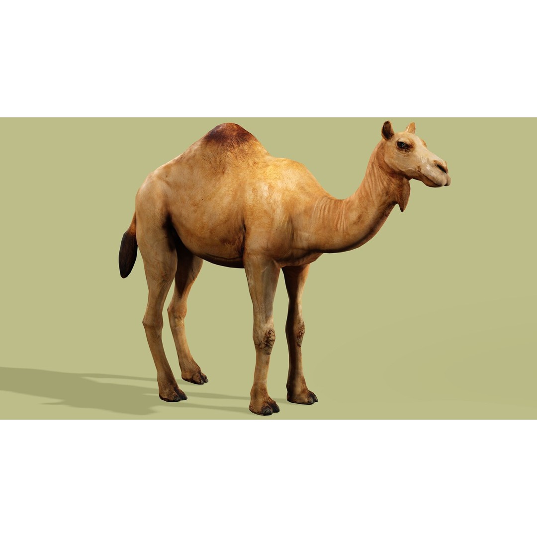 Camel 3D Model – Rigged Low-Poly Character with Animations, FBX - View 4
